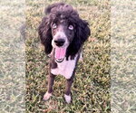 Small #6 Labradoodle