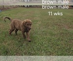 Small #4 Chesapeake Bay Retriever