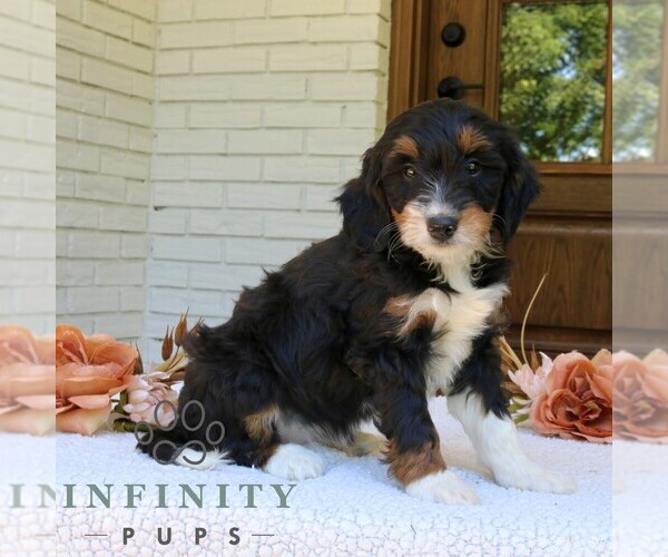 Medium Photo #3 Bernedoodle (Miniature) Puppy For Sale in NARVON, PA, USA