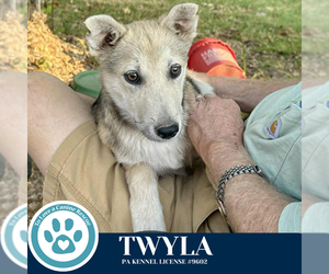 Mutt Dogs for adoption in Kimberton, PA, USA