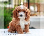 Small #2 Cavapoo (Miniature)