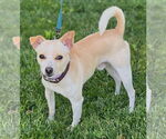 Small #2 Chihuahua Mix