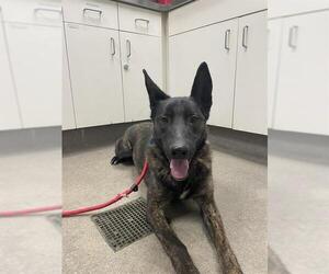 Mutt Dogs for adoption in HESPERIA, CA, USA