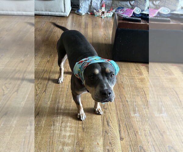 Medium Photo #32 American Staffordshire Terrier-Unknown Mix Puppy For Sale in Brewster, NY, USA
