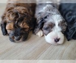 Small Photo #8 Miniature Bernedoodle Puppy For Sale in CUBA CITY, WI, USA