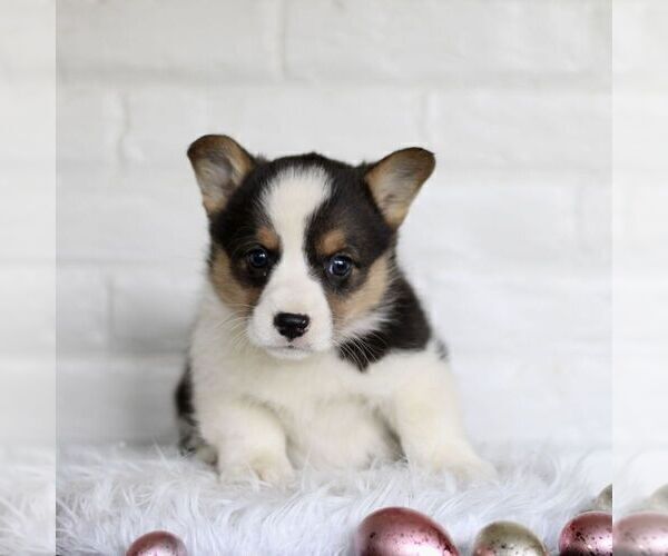 Medium Photo #3 Pembroke Welsh Corgi Puppy For Sale in PARADISE, PA, USA