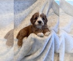 Puppy 1 Cavalier King Charles Spaniel-Poodle (Standard) Mix