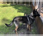 Small #4 German Shepherd Dog