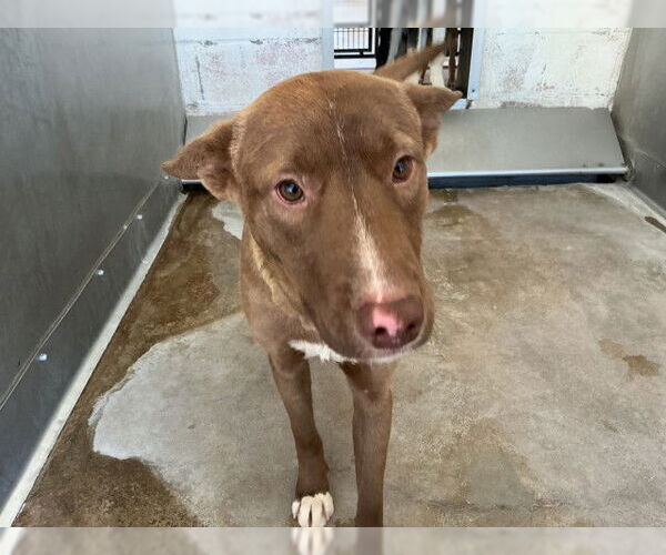 Medium Photo #3 Siberian Husky-Unknown Mix Puppy For Sale in San Bernardino, CA, USA