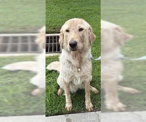 Labrador Retriever-Unknown Mix Dogs for adoption in Houston, TX, USA
