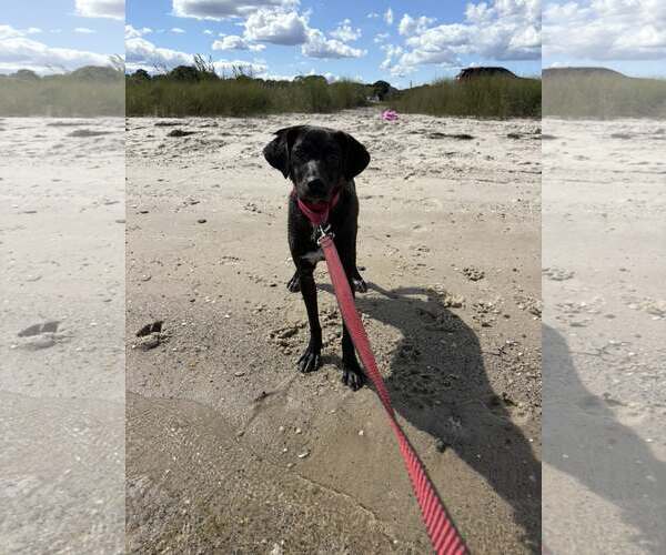 Medium Photo #3 Labrador Retriever-Unknown Mix Puppy For Sale in Woodbury, NY, USA