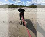 Small #2 Labrador Retriever Mix