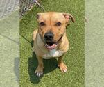 Small #2 American Pit Bull Terrier Mix
