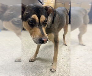 Mutt Dogs for adoption in Riverside, CA, USA