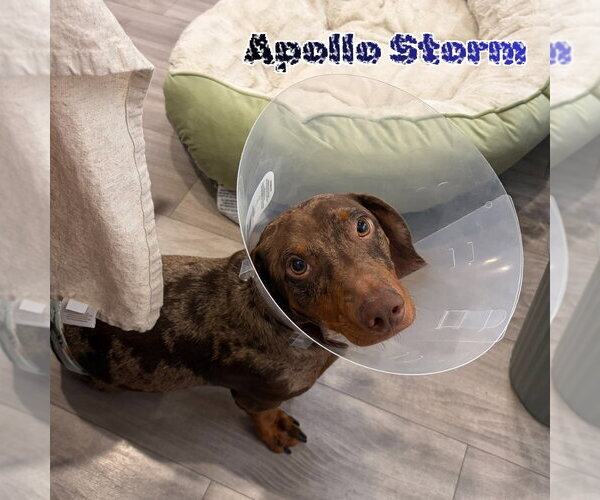 Medium Photo #13 Dachshund Puppy For Sale in San Antonio, TX, USA