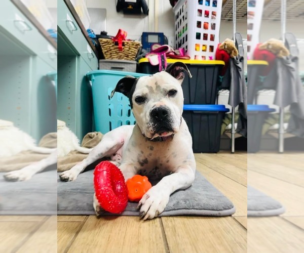 Medium Photo #2 American Pit Bull Terrier-Unknown Mix Puppy For Sale in Rowlett, TX, USA