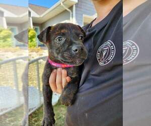 Bullboxer Pit Dogs for adoption in New London, WI, USA