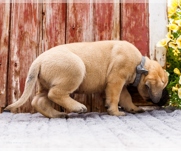 Medium Photo #64 Mastiff Puppy For Sale in WAKARUSA, IN, USA