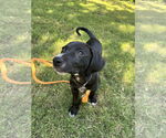 Small #3 Mutt
