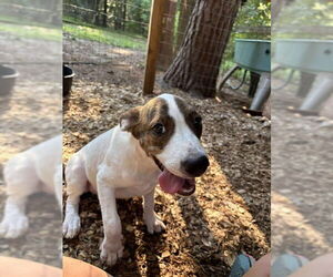Mutt Dogs for adoption in Oak Bluffs, MA, USA
