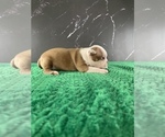 Small #8 Boston Terrier