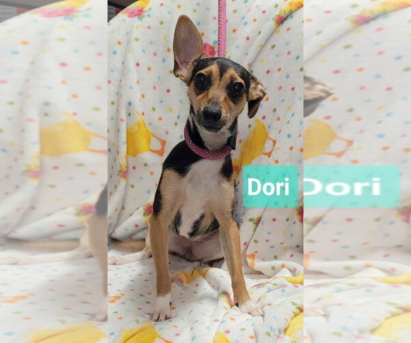 Medium Photo #3 Chipin Puppy For Sale in Richmond, IN, USA