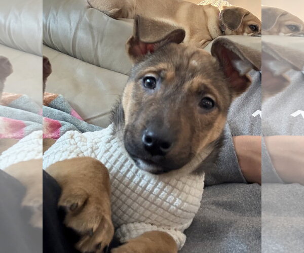 Medium Photo #9 Mutt Puppy For Sale in Brooklyn Center, MN, USA