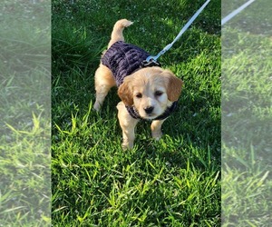 Cavapoo Puppy for sale in MILWAUKEE, WI, USA