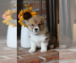 Small #3 Pembroke Welsh Corgi
