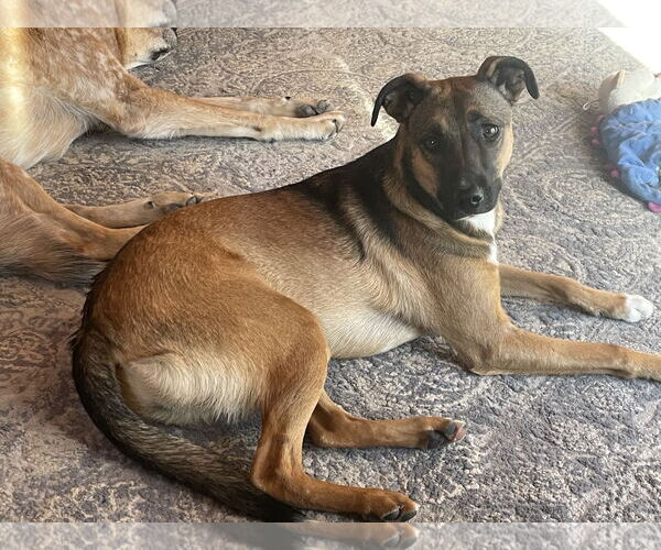 Medium Photo #9 Mutt Puppy For Sale in Tracy City, TN, USA