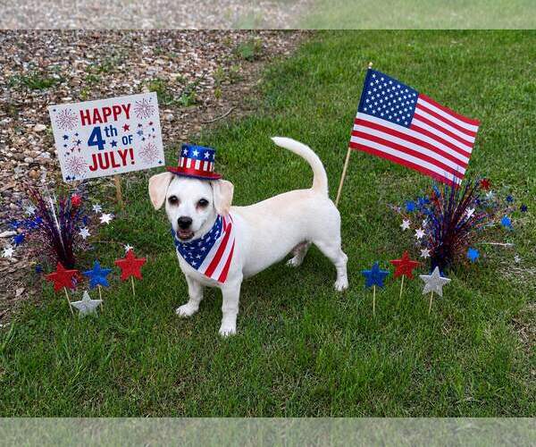 Medium Photo #2 Chihuahua Puppy For Sale in Yardley, PA, USA