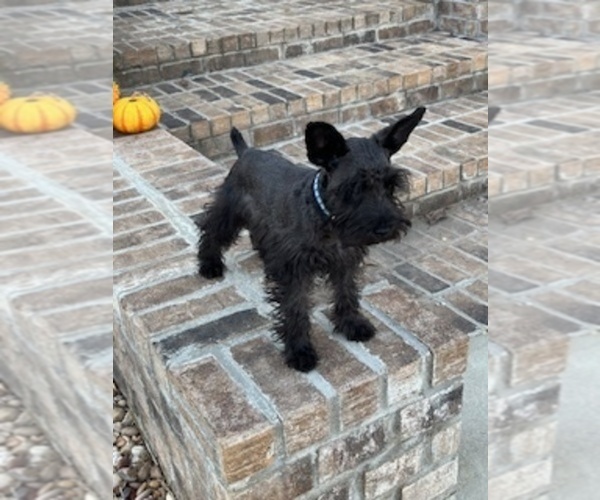 Medium Photo #3 Schnauzer (Miniature) Puppy For Sale in SOMERVILLE, AL, USA