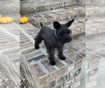 Small #2 Schnauzer (Miniature)