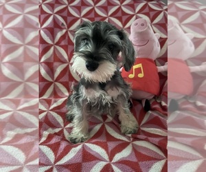 Schnauzer (Miniature) Puppy for sale in SARASOTA, FL, USA