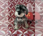 Image preview for Ad Listing. Nickname: Snoopy