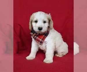 Cocker Spaniel-Poodle (Miniature) Mix Puppy for sale in QUARRYVILLE, PA, USA