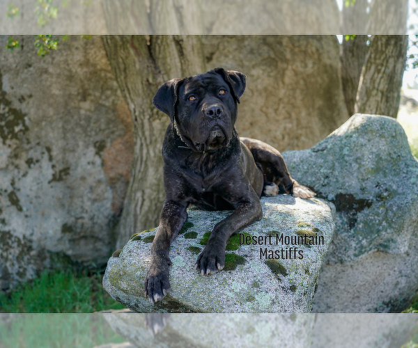 Medium Photo #20 Mastiff Puppy For Sale in HEMET, CA, USA