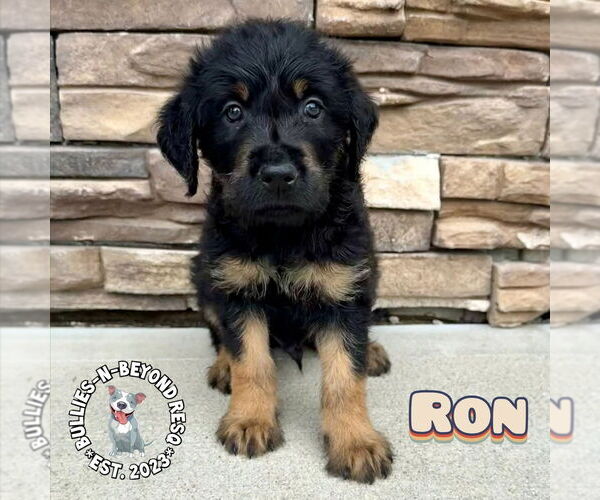 Medium Photo #3 Rottle Puppy For Sale in Omaha, NE, USA