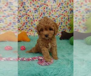 Cavapoo Puppy for sale in ORO VALLEY, AZ, USA