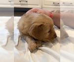 Small #7 Golden Retriever