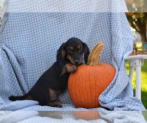 Dachshund Puppy for sale in GREENWOOD, WI, USA