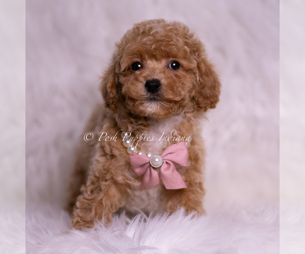 Medium Photo #53 Maltipoo (Miniature) Puppy For Sale in WARSAW, IN, USA