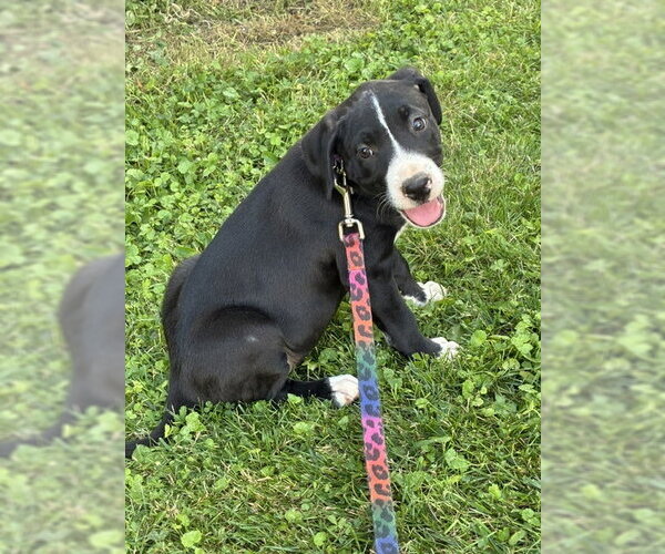 Medium Photo #2 American Staffordshire Terrier-Unknown Mix Puppy For Sale in Parker Ford, PA, USA