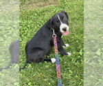 Small #1 American Staffordshire Terrier Mix