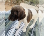 Small Photo #14 German Shorthaired Pointer Puppy For Sale in WOODLAND PARK, CO, USA