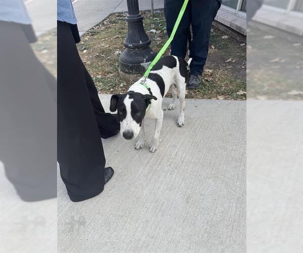 Medium Photo #2 American Staffordshire Terrier Puppy For Sale in San Antonio, TX, USA