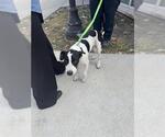 Small #1 American Staffordshire Terrier