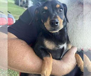 Dachshund Dogs for adoption in Spring Lake, NC, USA