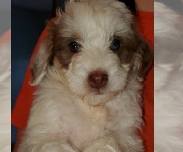Medium Photo #3 Bernedoodle (Miniature) Puppy For Sale in LEETONIA, OH, USA