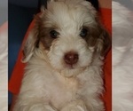 Small #2 Bernedoodle (Miniature)